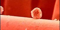 STF aprova realização de pesquisas com células-tronco embrionárias