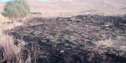 جنایات کوچی ها در تخریب و به آتش کشیدن زمین های کشاورزی و درختان مردم به روایت عکس!
