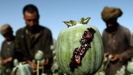 " جنگ تریاک " سازمان ملل