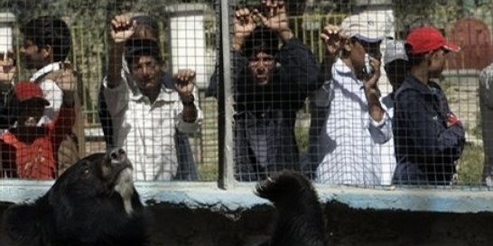 خرس باغ وحش کابل!