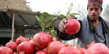 انارافغانستان/ د افغانستان انار