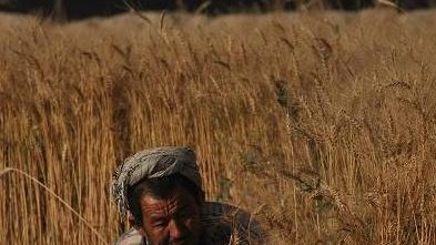 کشاورزانی که خشخاش نمی کارند و مورد عنایت حکومت قبیله ای نیستند