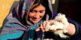 يک زن در دشت برچی شهر کابل از پشم گوسفند تار نخی تيار می کند!