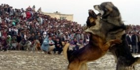 خروس جنگی و سگ جنگی هم عنعنه ی مردم افغانستان است؟